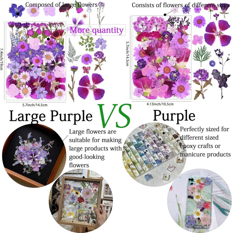 Xinxinran 50Pcs Large Purple Dried Pressed Flowers for Crafts, Dry Flowers Kit for Resin Molds,Epoxy Resin Accessories,Bookmark,Nails, Jewelry Molds,Candle Making Supplies,Soap,Frame,Cakes - Image 3